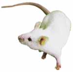 topo cavia