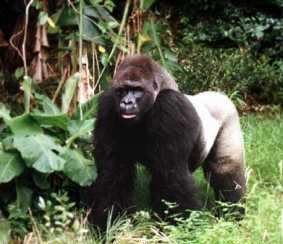 Gorilla di montagna