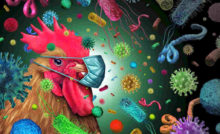 pandemia aviaria in europa
