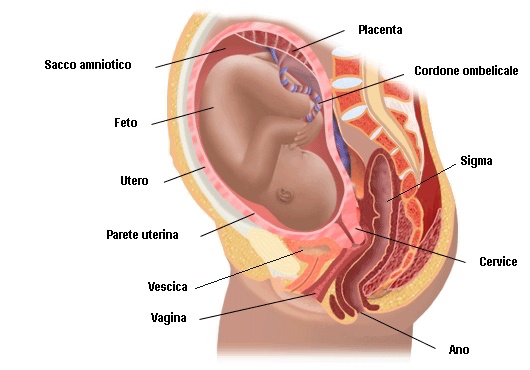 feto nell utero