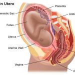 gravidanza colon utero vescica