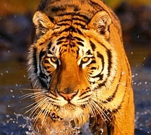 tigre bengala