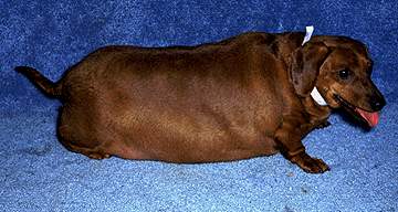 cane grasso