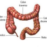 colon