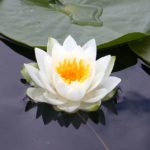 Lotus Birth