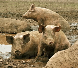 PIGS