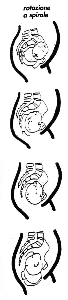 rotazione a spirale del bambino-durante il parto