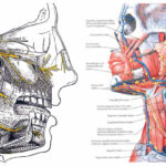denti del giudizio